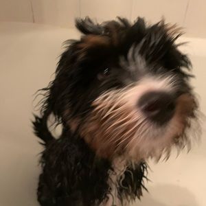 Meet your Posher, Penny